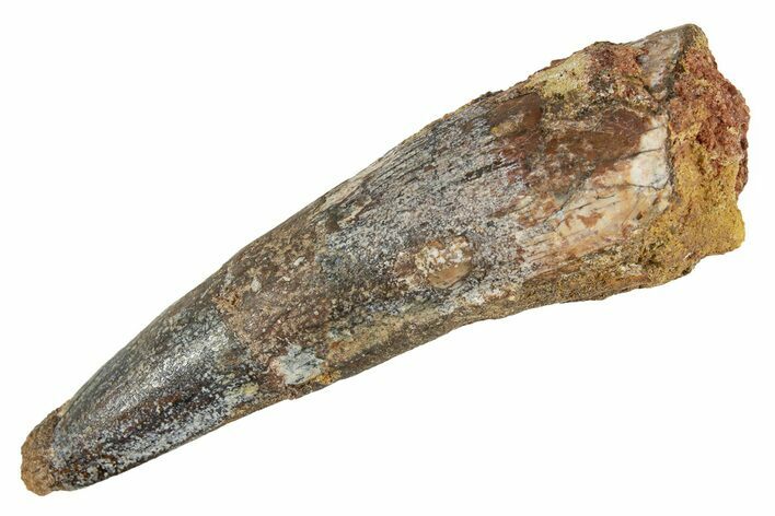 Fossil Spinosaurus Tooth - Real Dinosaur Tooth #344587